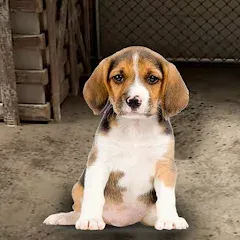 Скачать взломанную My Pet Animal Shelter World  [МОД Mega Pack] - последняя версия apk на Андроид