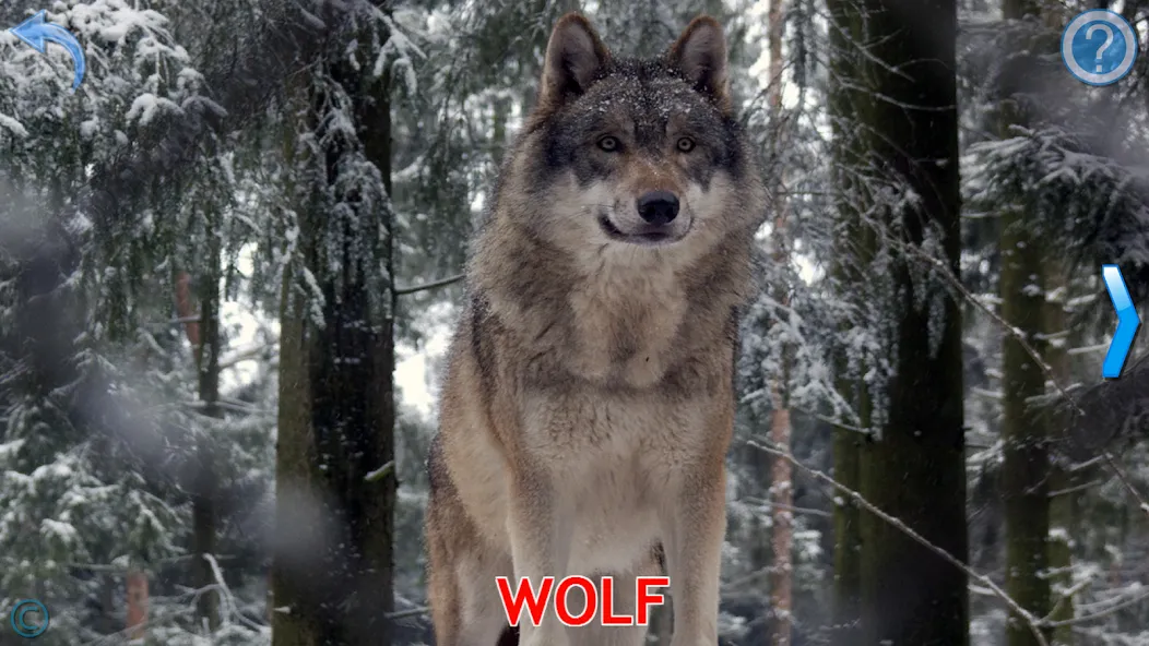 Animals for Kids  [МОД Все открыто] Screenshot 4